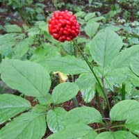 Ginseng Orman altı bitkilerindendir ve en güzel yetiştirme alanı ormandır. Fazla güneşi sevmez. Panax ginseng çok yayış alan ormanda yetişmez yani yetiştirilirken su çok verilmemesi gerekir. Olgunlaşma süresi 6 yıldır.