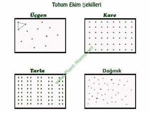 Tohum Ekim Şekilleri