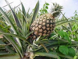 Ananas, ananasgiller (Bromeliaceae) familyasından sıcak ülkelerde yetişen bitki ve onun meyvesi. Anayurdu Güney Amerika'dır. 