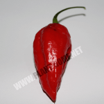 Bhut-Jolokia-Biberi-Tohumu