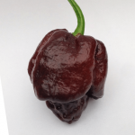 Moruga-Scorpion-Chocolate