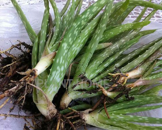 Aloe Vera Bitkisi Yetiştirme Bakımı | Çoğaltma | Ücretsiz Fide Aloe Vera Bitkisi Yetiştirme Bakımı | Çoğaltma | Ücretsiz Fide