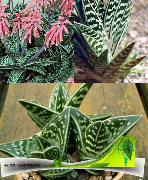Aloe vera bitkisi. Eşsiz yaprakların iyileştirici özellikleri Aloe vera bitkisi. Eşsiz yaprakların iyileştirici özellikleri