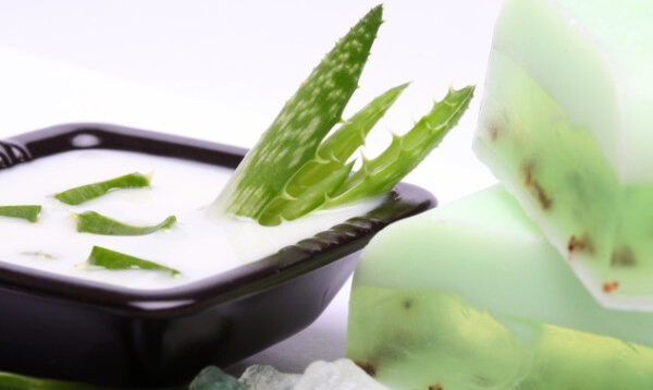 Aloe vera bitkisi. Eşsiz yaprakların iyileştirici özellikleri Aloe vera bitkisi. Eşsiz yaprakların iyileştirici özellikleri